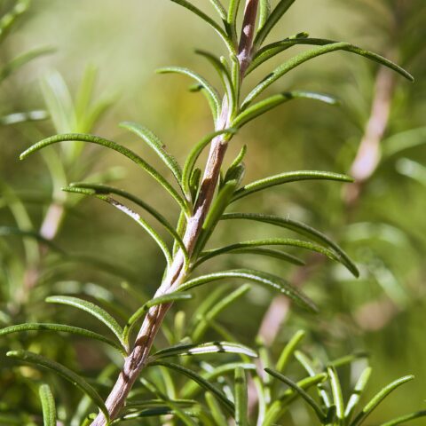 Fresh Farms Fresh Herbs Rosemary 0.5 oz — front of pack