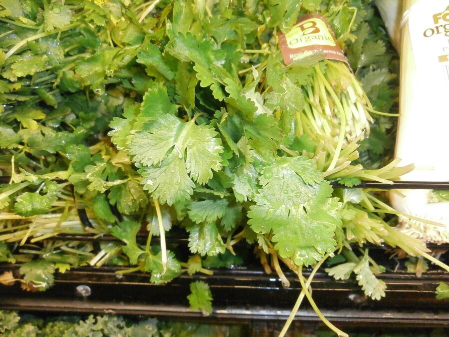 Fresh Farms Fresh Herbs Cilantro 0.5 oz — Front view