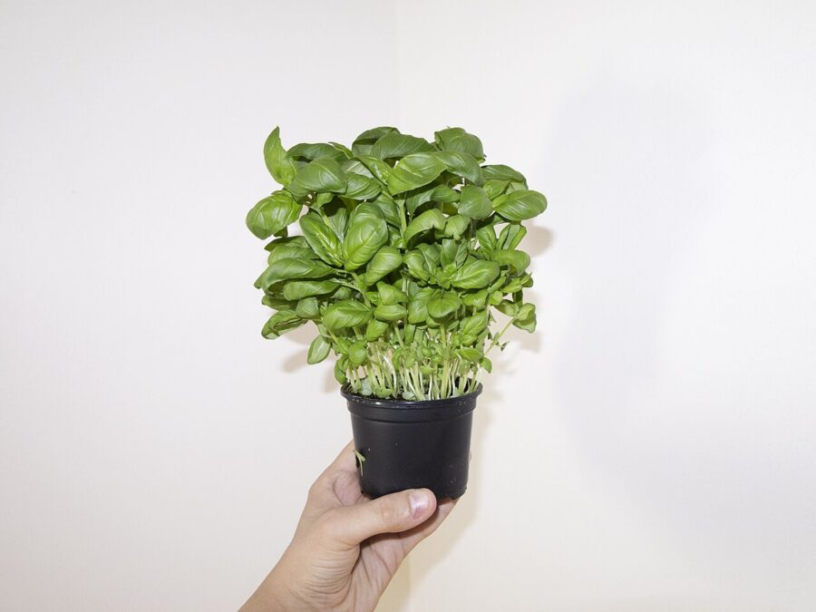 Fresh Farms Fresh Herbs Basil 0.5 oz — Front view