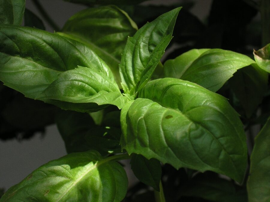 Fresh Farms Fresh Herbs Basil 2-Pack — Front view