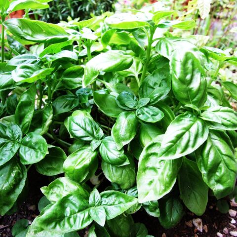 Fresh Farms Fresh Herbs Basil 1 oz — front of pack