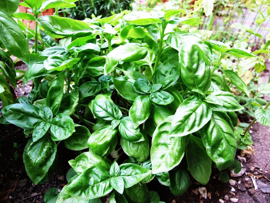 Fresh Farms Fresh Herbs Basil 1 oz — Front view
