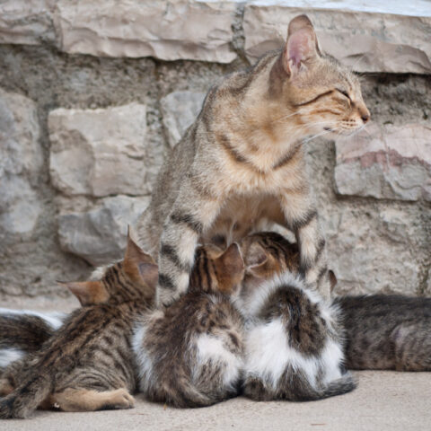 Fresh Step Cat Litter Multi-Cat 25 lb — front of pack