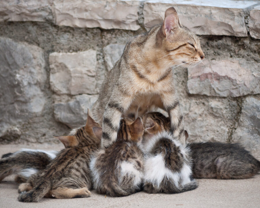 Fresh Step Cat Litter Multi-Cat 25 lb — Front view
